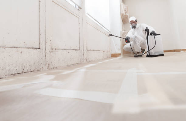 24/7 Emergency Mold Remediation experts in Nederland, CO